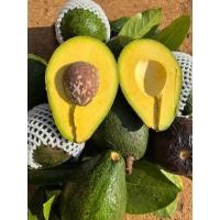 ราคา จัดส่งฟรี 1กิโลกรัม อโวคาโด้ avocado พันธุ์พื้นเมือง อโวคาโด้ อโวคาโด อะโวคาโด้ อะโวคาโด แฮสราชาอโวคาโด้ แฮส อโวคาโด้แฮส อโวคาโด้ อโวคาโด อะโวคาโดสด อโวคาโดสดจากสวนบนดอย เก็บจากสวนทุกวันเน่าเสียรับเค 