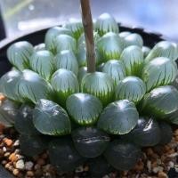 ราคา แคคตัส ไม้อวบน้ำ หยดน้ำ haworthia cooperi ต้นใหญ่สุขภาพดี ฮาโวเทีย แคคตัส กระบองเพชร ขนาด 3 4 cm ส่งทั้งกระถาง (19612198811)