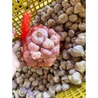 ราคา กระเทียมไทย ตัดจุกไม่ห่อ กระเทียมปีนี้แห้งพร้อมทาน (24100571694)