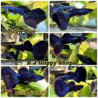 ราคา ปลาหางนกยูง มอสโควบลู แถม อาหารปลาหางนกยูง ไฮเกรด ทุกกล่อง (21428087313)