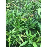 ราคา กระดูกไก่ดำ เก็บสด ขนาด 1 กก ราคา 89 บาท (21450629507)