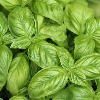 ราคา โหระพา อิตาลีถูกที่สุด10บ พันธุ์ Italy Basil 50 งอกง่ายโตไว พุ่มใหญ่หอมมาก (21177722112)