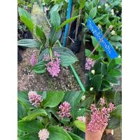 ราคา ต้นไข่มุกอันดามัน (19665206376)