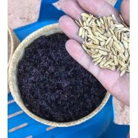 ราคา พันธุ์ข้าวเหนียวดำแท้ ข้าวลืมผัว ข้าวก่ำ (6553558429)