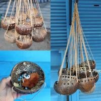 ราคา บ้านนก บ้านชูก้า บ้านกะลา บ้านรังนก รังกระรอก รังนอน แบบแขวน (10700112850)