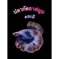 ราคา ปลากัดฮาฟมูน คละสี เพศผู้ ปลากัดสวยงาม มีหลากสี (24432501371)
