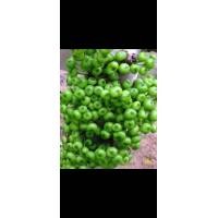 ราคา ต้นมะเดื่อฉิ่ง มะเดื่อฉิ่งชุมพร กิ่งตอน (21822449246)