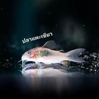 ราคา อาหารปลา ปลาแพะเขียว ปลาทำความสะอาดตู้ มีประกันระหว่างเดินทาง (22281597008)