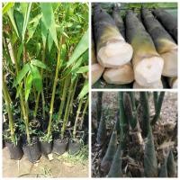 ราคา ต้นไผ่กิมซุง ไผ่ตงลืมแล้ง ขนาด90 100ซม หน่อใหญ่ ออกหน่อตลอดทั้งปี (22465790312)