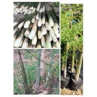 ราคา ต้นไผ่เลี้ยงหวาน ต้นไผ่เลี้ยง 3 ฤดู ออกหน่อตลอดปี ต้นพร้อมปลูก (18512942730)