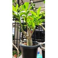 ราคา ชวนชมราชินีพันดอกกระถาง5นิ้วถอนรากส่ง (24381513712)