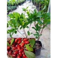 ราคา ต้นมหัศจรรย์ เป็นไม้ที่มีขนาดทรงพุ่มกระทัดรัด เวลาออกก่อนจะมีกลิ่นหอมเย็นและเมื่อเวลาติดผลผลจะมีสีแดงสดใส สมุนไพรทานผลไม้ประดับรสชาติเปรี้ยวหาทานยากมีรสเปรี้ยวให้เป็นรสหวานของผลมิราเคิล (13472389109)