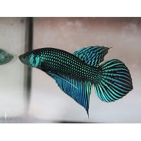 ราคา ปลากัดป่ามหาชัยเขียว ลูกเพาะ สั่งจะได้ตัวผู้เหมือนในรูป1ตัว (24487808961)