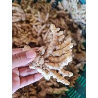 ราคา ว่านพุทธกวักหัวล่ะ80บาท (11583429723)