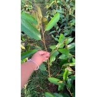 ราคา ต้นทุเรียน สายพันหนามดำ (23928851633)