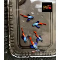 ราคา อาหารปลาหางนกยุงหูช้างเรทเทลเกรดA คู่ผู้เมีย dumbo redtail guppy สายท้อปวิว ฟูโกล อาหารปลา koiguppy ส่งไวใน24ชั่วโมง (24521609759)
