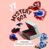 ราคา กล่องสุ่มปลากัด สายเทพ สวยงามแน่นอน เกรดพรีเมี่ยม ปลาเกรดส่งออก พร้อมส่งรวดเร็ว (23456569441)