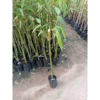 ราคา ต้นไผ่กิมซุง ไผ่ตงลืมแล้ง หน่อออกตลอดทั้งปี รสชาติหวานหอมอร่อย ลำใช้ประโยชน์ได้ (21932772128)
