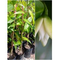 ราคา ต้นจำปูน ดอกมีกลิ่นหอม แบบชำกิ่งขนาด50 60เซนฯ (7132736943)