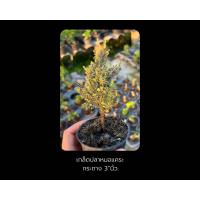 ราคา เกล็ดปลาหมอแคระ Phyllodium elegans บอนไซจิ๋ว bonsai (21513325021)