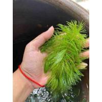 ราคา สาหร่ายหางกระรอก พุงชะโด (24569072214)