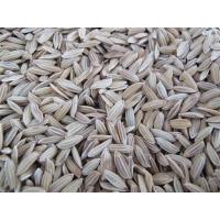 ราคา พันธ์ข้าวเหนียวดำ ข้าวลืมผัวข้าวก่ำ 1 กิโลกรัม (9807313048)