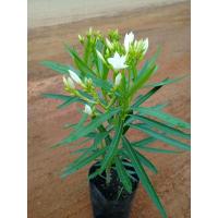 ราคา ต้นยี่โถแคระ ดอกสีขาว ติดดอกดก ดอกออกตลอดปี พุ่มใหญ่พร้อมปลูก สูง60 70ซ ม (17422794562)