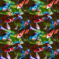 ราคา ปลากัดนีโม่ตัวเมีย มีหลากหลายสีสัน เลี้ยงรวมได้ (24507429608)