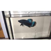 ราคา ปลาหม้อแปดริ้ว ปลาหม้อลูกผสม ปลาหม้อสายกัด หัวบ่อคัดชนะมาแล้ว พ่อพันธุ์ไม่เคยแพ้อ ปลากัดทำเงิน (23396705598)