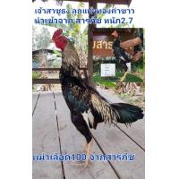 ราคา ไข่ไก่ชน สารภี ช พม่าเลือดร้อย เข้าผสม เยียซิงหมูเซอดำ (12351978053)