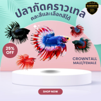 ราคา ปลากัดคราวเทล Crowntail Betta ปลากัดคราวเทล ปลากัดหางมงกุฎ ผู้คละสี ขนาดโตเต็มวัย รับประกันการจัดส่ง ซื้อ 3 แถม 1 (24575510051)