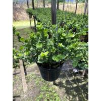 ราคา ต้นเดฟหัวใจ เดฟหัวใจล้านดวง กระถาง 4 นิ้ว พร้อมลวดแขวน ใหญ่ๆ (20673653098)