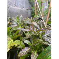 ราคา ว่านมหากาฬ Gynura pseudochina สมุนไพร Herb (9411391260)