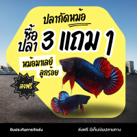 ราคา ปลากัดหม้อ หม้อมาเลย์ ขนาด 1 1 1 3 กรัม กัดเก่ง หม้อสายกัด (24616405580)