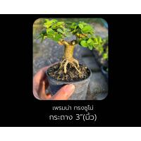 ราคา เพรมน่า เพรมน่าไต้หวัน Premna บอนไซจิ๋ว ไม้กระถาง 3 นิ้ว ทรงซูโม่ (20577974601)