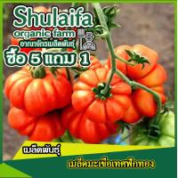 ราคา เมล็ดพันธุ์มะเขือเทศฟักทองยักษ์ 20เมล็ด เมล็ดพันธุ์มะเขือเทศพันธุ์เนื้อ เมล็ดพันธุ์นอก ปลูกง่าย เนื้อหนา รสชาติอร่อย ปลูกได้ทุกฤดูกาล (16587617064)