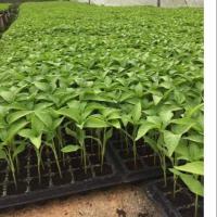 ราคา ต้นกล้าพริกยำ พริกหนุ่มขาว จำนวน 100 ต้น (15092965033)