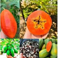 ราคา เมล็ดพันธุ์มะละกอเรดเลดี้ เนื้อสีแดงสด หายาก ต้นเตี้ย รสหวาน ติดผลเร็ว (22962104024)