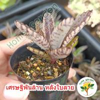 ราคา ต้นเศรษฐีพันล้าน ไม้ประดับ เลี้ยงง่าย เสริมสิริมงคล ถ้าปลูกไว้จะร่ำรวย ทำมาค้าขึ้น กระถางดำ 2 3 นิ้ว 29 บาท (14285921656)