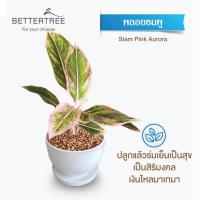 ราคา ต้นไม้พร้อมปลูก กระถางดินเผาสีขาว 3 5 นิ้วพร้อมจานรอง ฟรี หินตกแต่ง (24029930861)