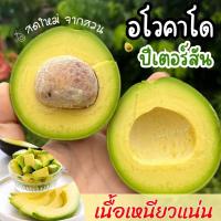 ราคา BB จัดส่งฟรี ยกล่อง1KG Avacado อโวคาโด อโวคาโด้ อะโวคาโด อะโวคาโด้ อาโวคาโด พันธุ์พื้นเมือง บัคคาเนีย แฮส ปีเตอร์สัน อาโวคาโด้ อโวคาโดสดจากสวนบนดอย เก็บจากสวนทุกวันเน่าเสียรับเคลม อโวคาโด้ อโวคาโด้ อโ