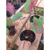 ราคา บอนสี นางไหม สวยมากส่งพร้อมกระถาง (15188609137)