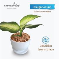 ราคา ต้นไม้พร้อมปลูก กระถางดินเผาสีขาว 3 5 นิ้วพร้อมจานรอง ฟรี หินตกแต่ง (21284434927)