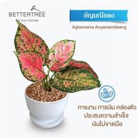 ราคา ต้นไม้พร้อมปลูก กระถางดินเผาสีขาว 3 5 นิ้วพร้อมจานรอง ฟรี หินตกแต่ง (21284434923)