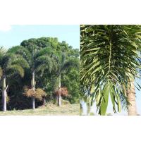 ราคา ต้นหมากหางกระรอก รือ ปาล์มฟอกทล ขายเป็นต้นเล็กในถุงดำพร้อมปลก 79 บาท (11420308926)