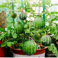 ราคา พันธุ์แตงโมจิ๋วหรือแตงโมคอนโด (21767988484)
