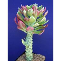 ราคา ต้นพญานาคราช ต้นพญานาคราชด่าง ต้นไม้ฟอกอากาศ ส่งทั้งกระถาง (18874925716)