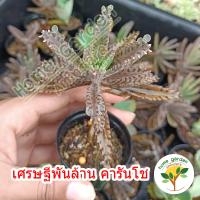 ราคา ต้นเศรษฐีพันล้าน ไม้ประดับ เลี้ยงง่าย เสริมสิริมงคล ถ้าปลูกไว้จะร่ำรวย ทำมาค้าขึ้น กระถางดำ 2 3 นิ้ว 29 บาท (14285921655)