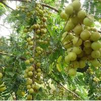 ราคา ต้นพันธุ์มะขามป้อมยักษ์ มะขามป้อมมีสรรพคุณช่วยลดระดับน้ำตาลในเลือด ถุงดำละ 79 บาท (21404442011)