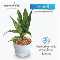 ราคา ต้นไม้พร้อมปลูก กระถางดินเผาสีขาว 3 5 นิ้วพร้อมจานรอง ฟรี หินตกแต่ง (24029930862)